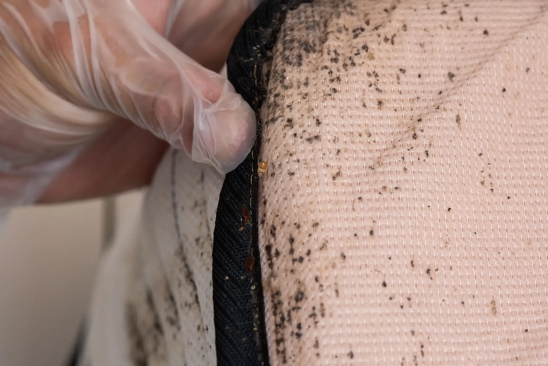 Bed Bugs in Mattress Seam