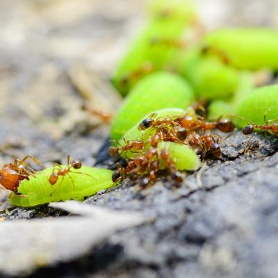 Pharaoh Ants Attacking Green Worms