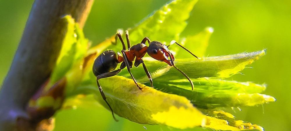 Ant sitting on leaf