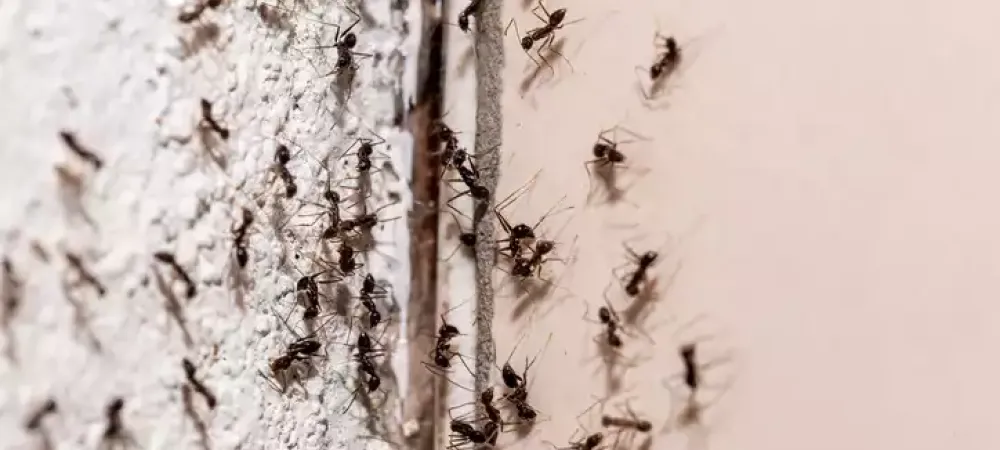 ants-on-wall